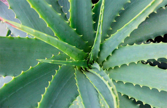 Aloe Arborescens