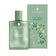 products/SalviaColonia.jpg
